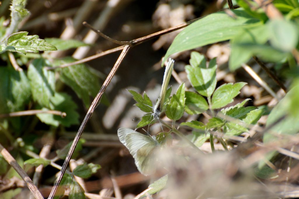 Leptidea sinapis, tutte? S